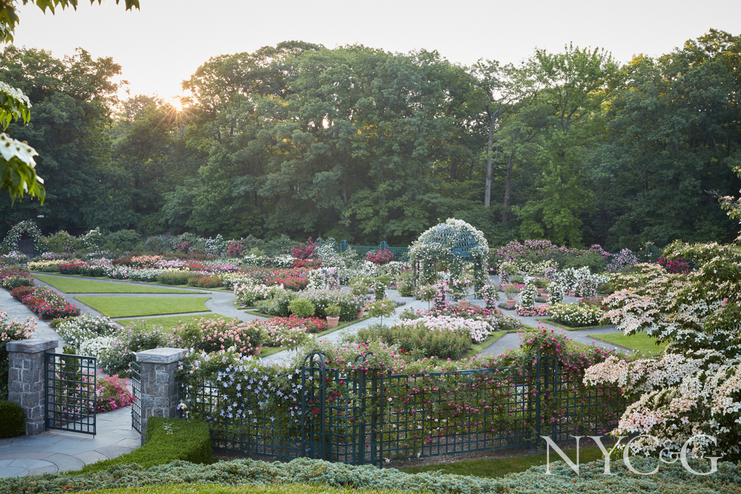 P20 The Peggy Guggenheim Rose Garden New York Green By Ngoc Minh Ngo