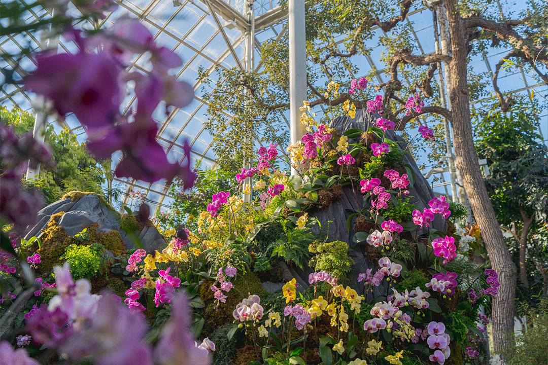 Floral Fun Inspired by the NYBG Orchid Show