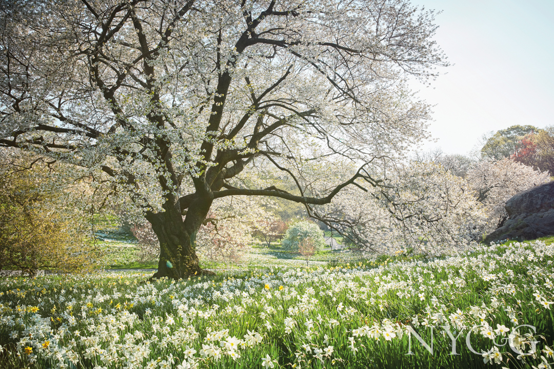 P4 New York Botanical Garden New York Green By Ngoc Minh Ngo