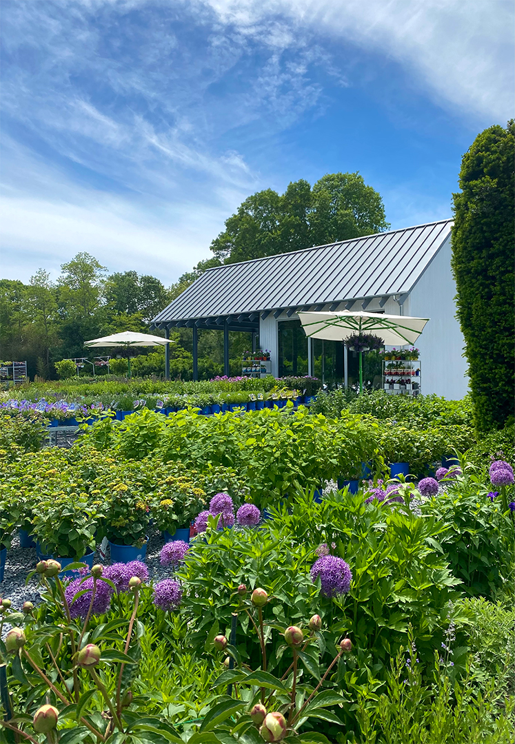 Gardens Galore 30 Years Of Colorful Landscapes From Designer Frederico Azevedo Of Unlimited Earth Care V