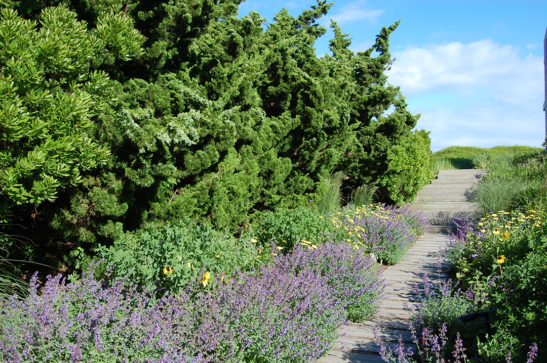 Gardens Galore 30 Years Of Colorful Landscapes From Designer Frederico Azevedo Of Unlimited Earth Care C