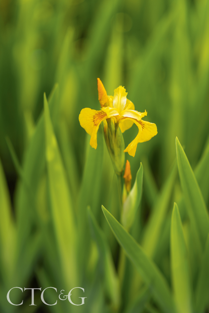 Hillman Yellow Flag Iris