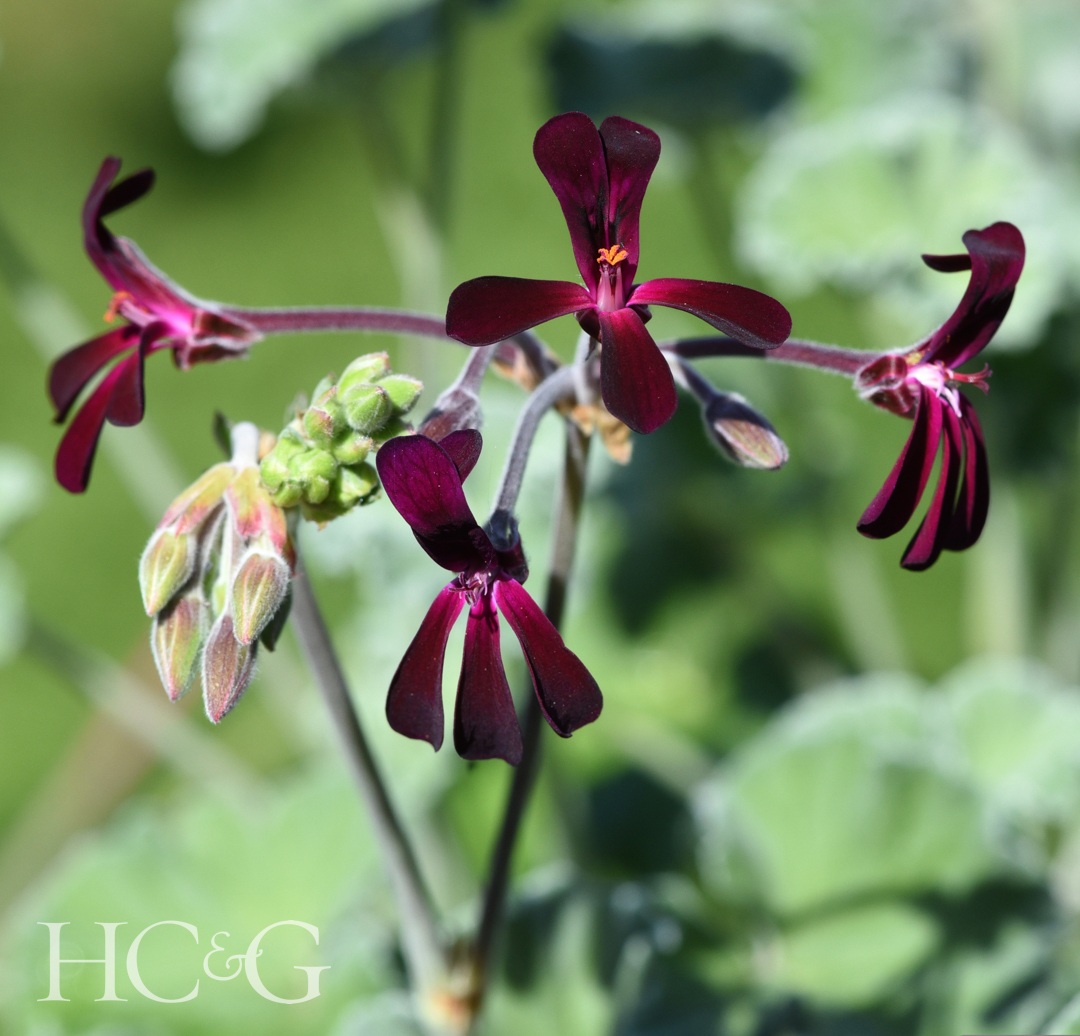 Sevena Geranium Seven Geraniums to Add to Your Garden This Summer - Cottages & Gardens