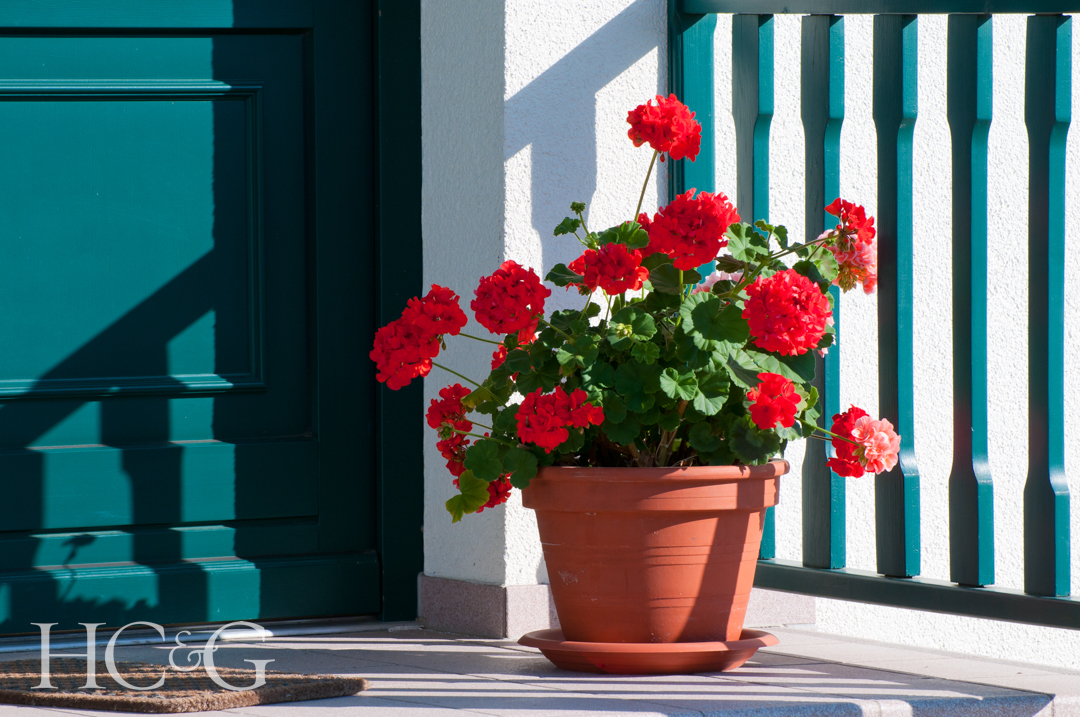 Pelargonium,plants,in,front,of,a,green,door,and,a