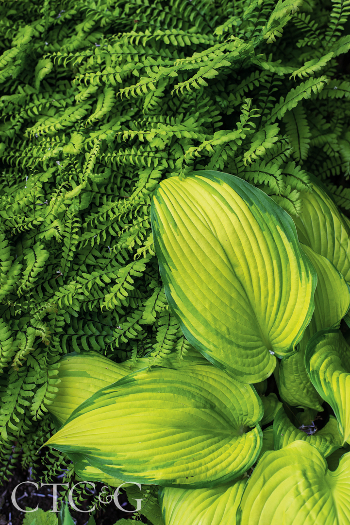 Hillman Native Maidenhair Fern