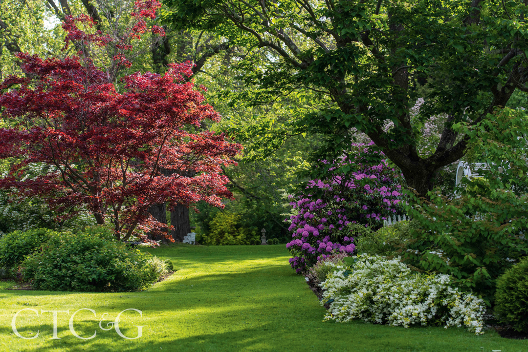 Hillman Japanese Maples