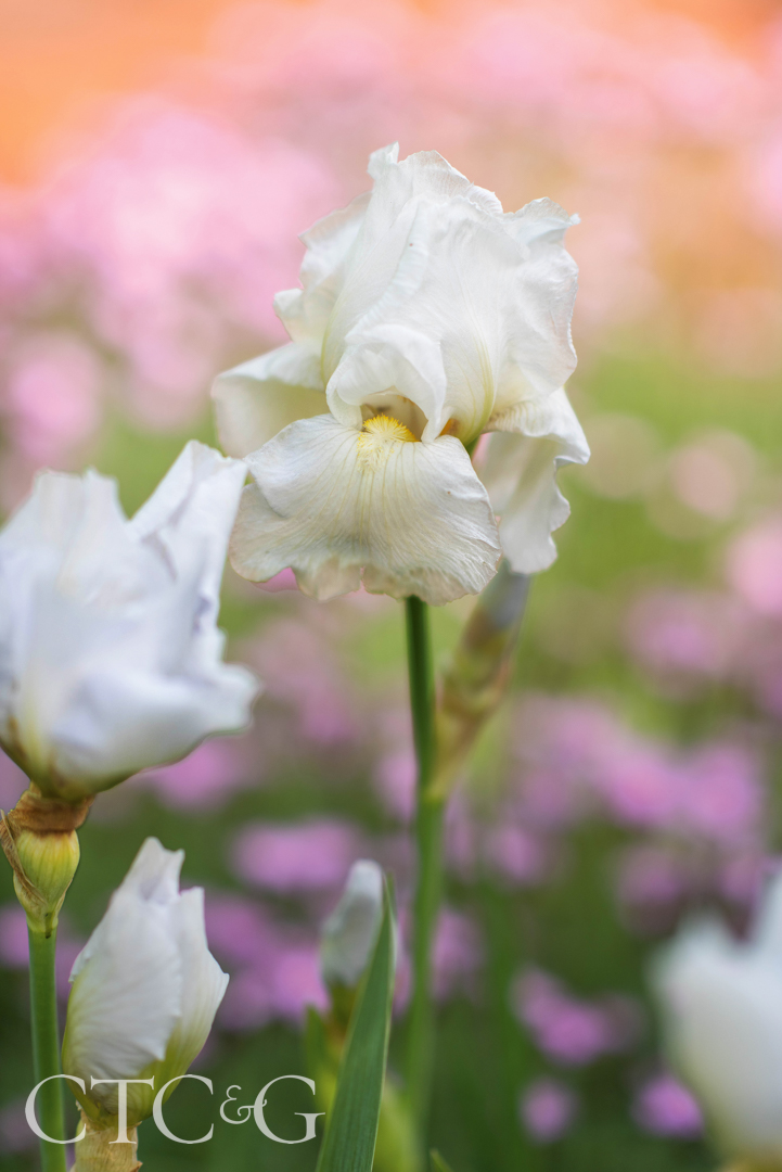 Hillman Iris Immortality