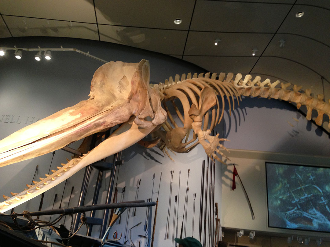 Dinosaur Skeleton