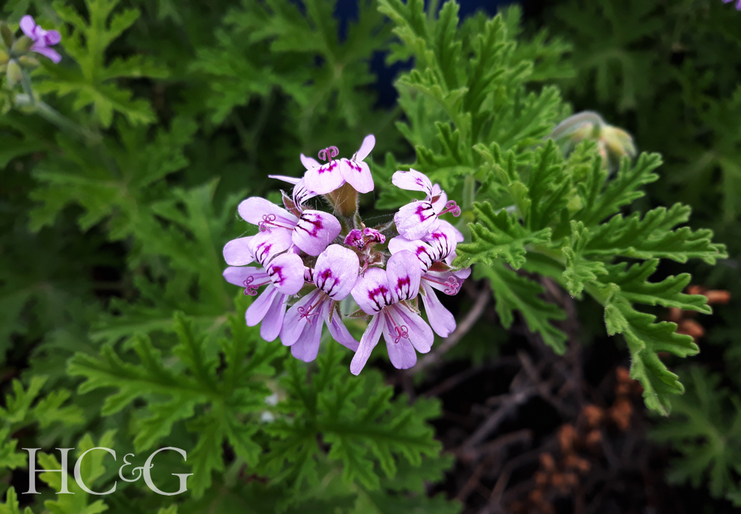 Sevena Geranium Seven Geraniums to Add to Your Garden This Summer - Cottages & Gardens