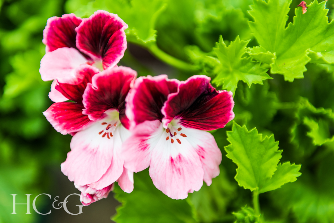 Sevena Geranium Seven Geraniums to Add to Your Garden This Summer - Cottages & Gardens