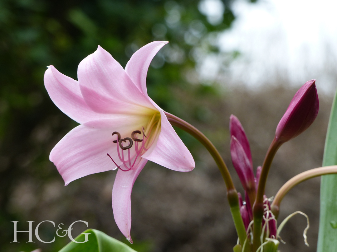 Pink,crinum,x,powellii,plant.,amaryllidaceae,family