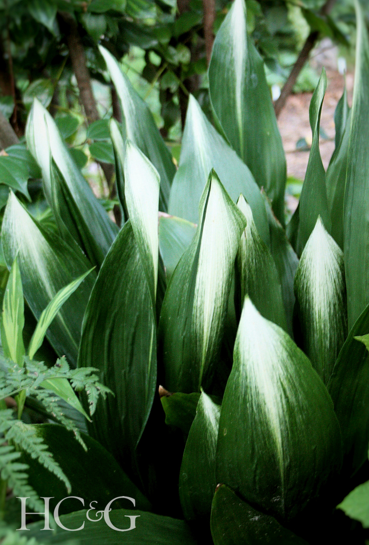 Aspidistra Elatior Asahi Plant Delights Ph Courtesy Of Plant Delights Nursery Inc Web Add Www Plantdelights Com