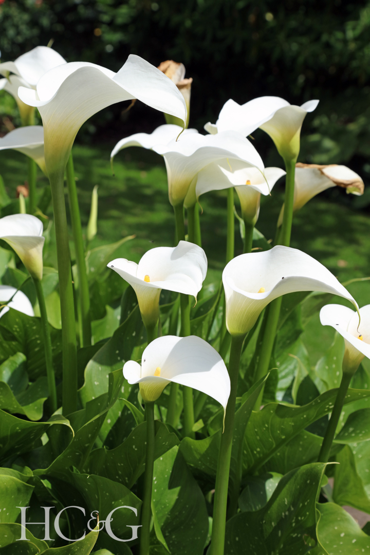 Sunlit,arum,lilies,derbyshire,england