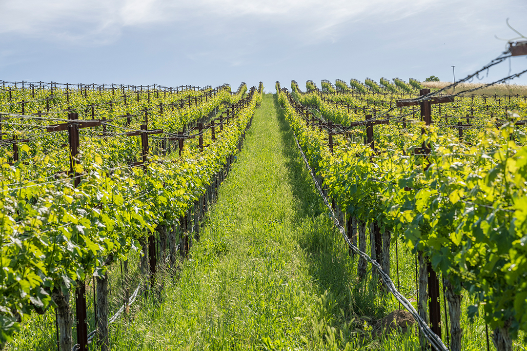 Tour Napa Valleys Most Expensive Home On The Market Moulds Family Vineyard Zzzzz