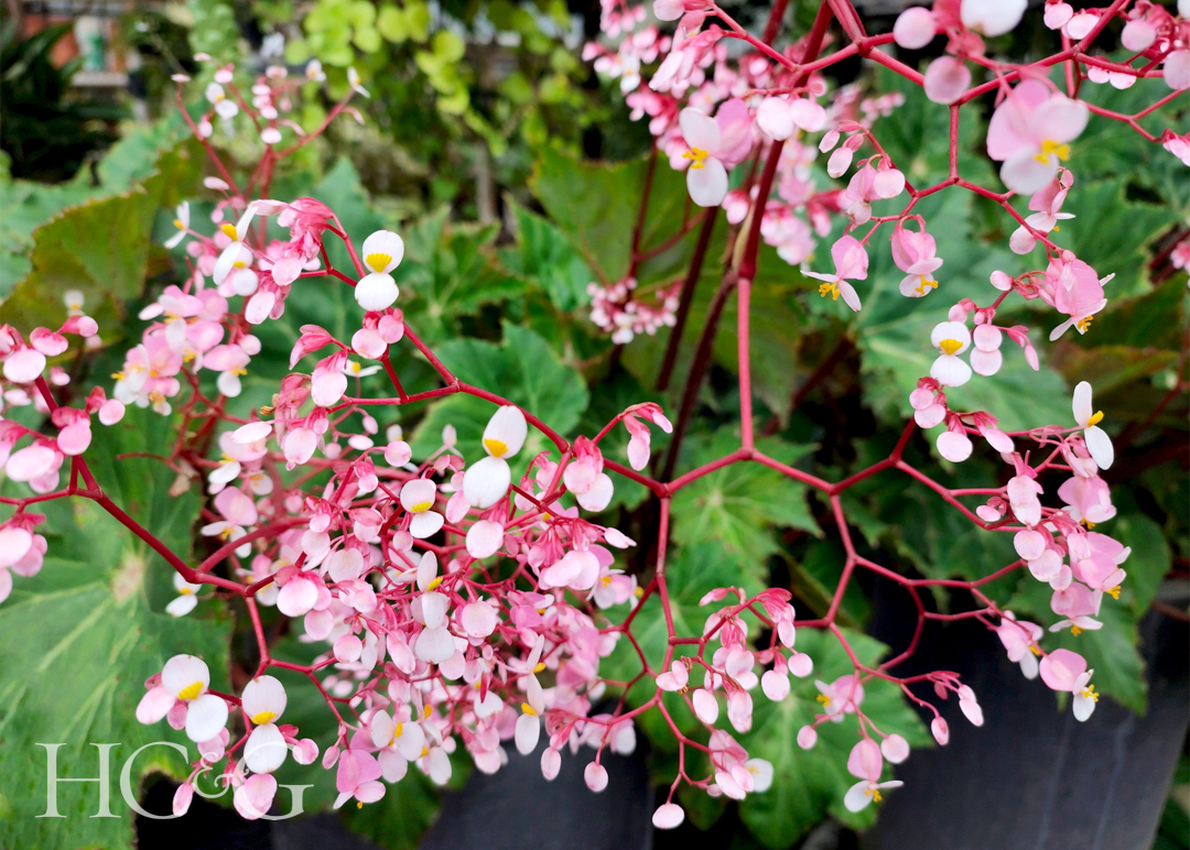Begonia,grandis,or,commonly,called,hardy,begonia,growing,in,the