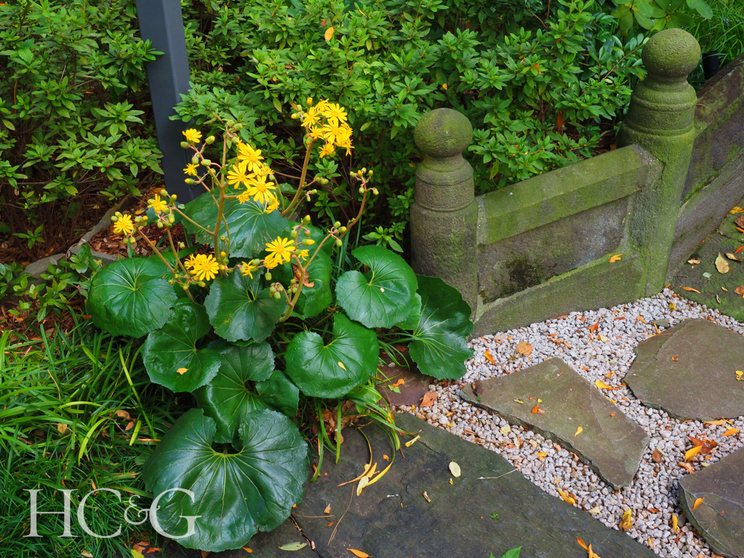 Farfugium,japonicum,or,leopard,plant,called,tsuwabuki,in,japanese