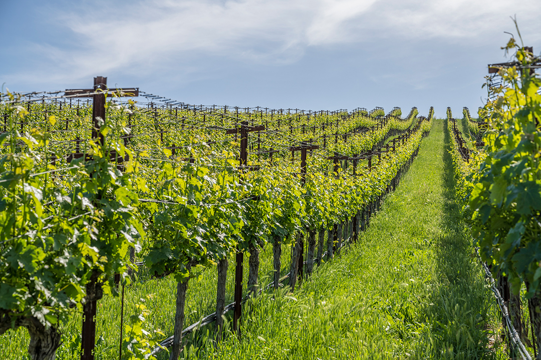 Tour Napa Valleys Most Expensive Home On The Market Moulds Family Vineyard D