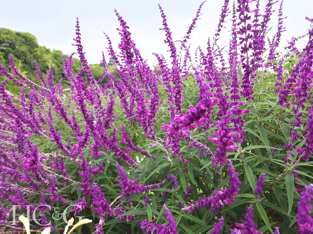 Salvia,leucantha,,the,mexican,bush,sage,,is,a,herbaceous,perennial