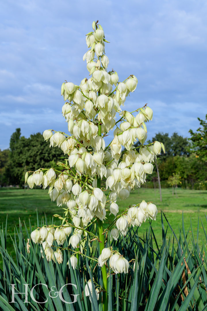 Many,delicate,white,flowers,of,yucca,filamentosa,plant,,commonly,known