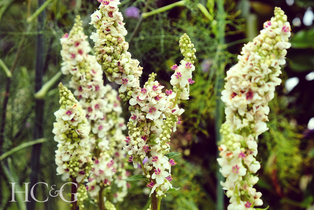 Verbascum,chaixii,'album',in,flower