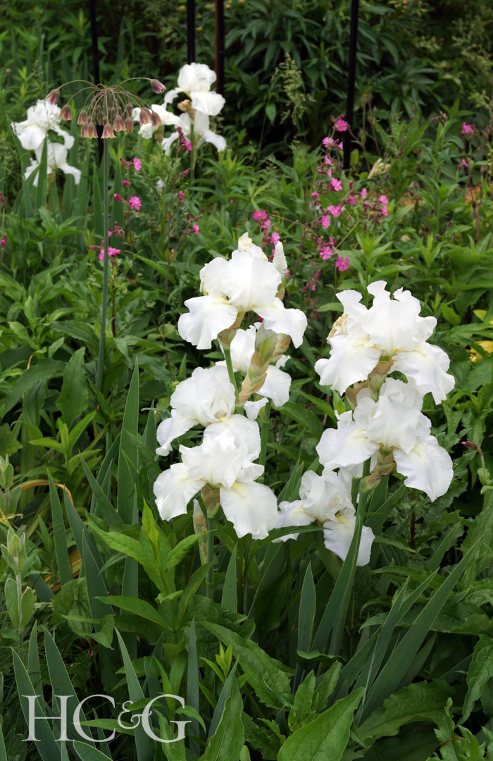 Vertical,image,of,'immortality',,a,reblooming,bearded,iris,hybrid,,in