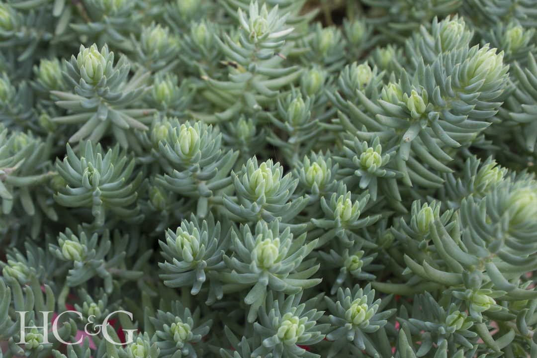 Close,up,sedum,reflexum,'blue,spruce'