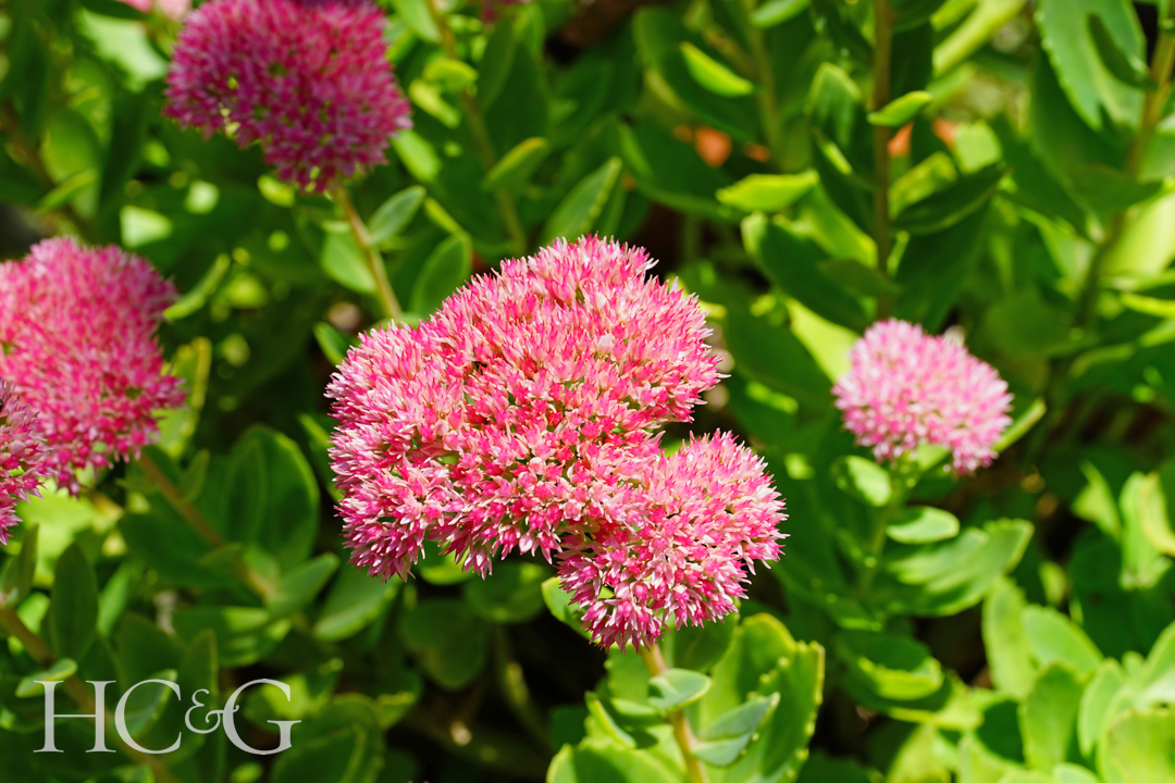 Pink,blooms,of,sedum,"autumn,joy",flowers,in,the,fall