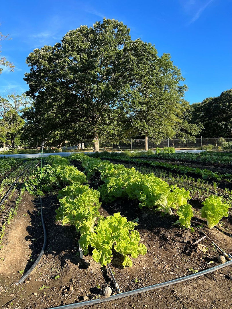 20 Versailles Farm Vegetables