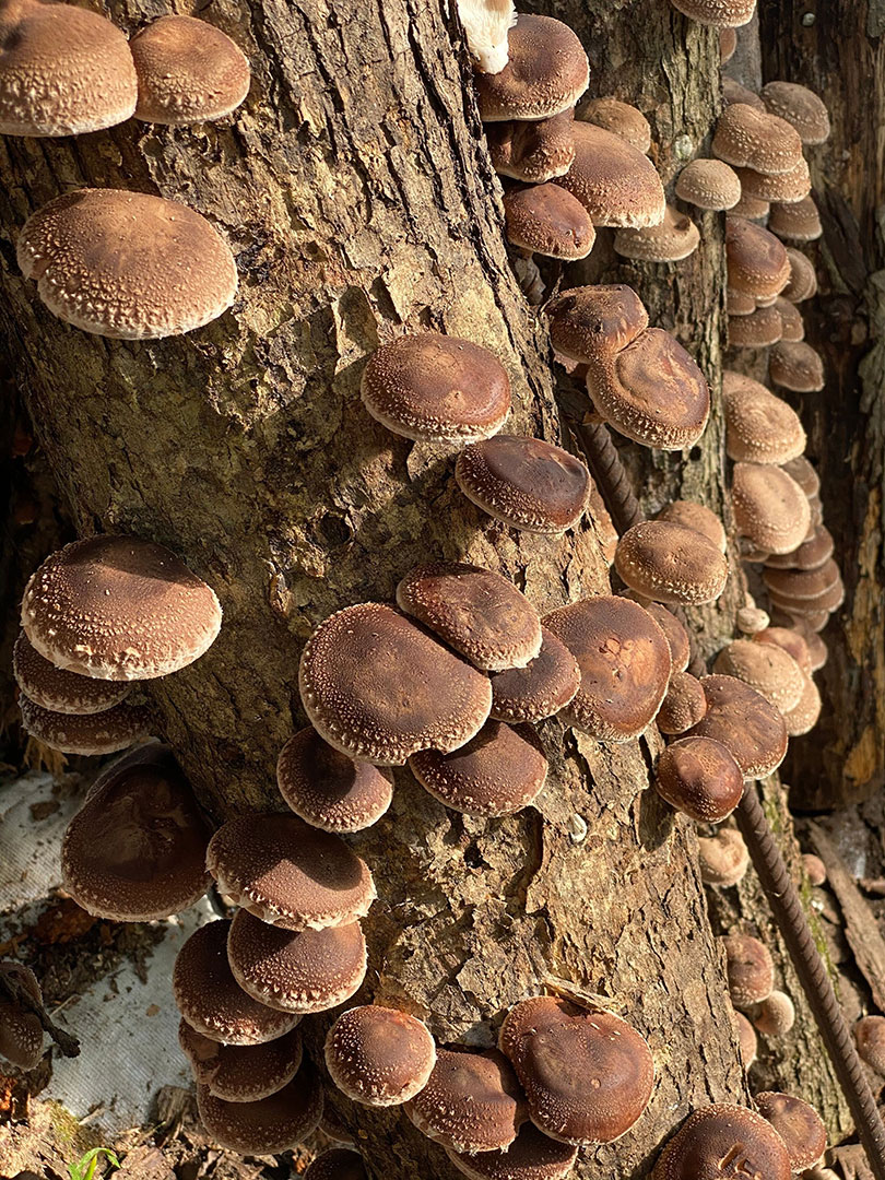 22 Versailles Farm Mushrooms