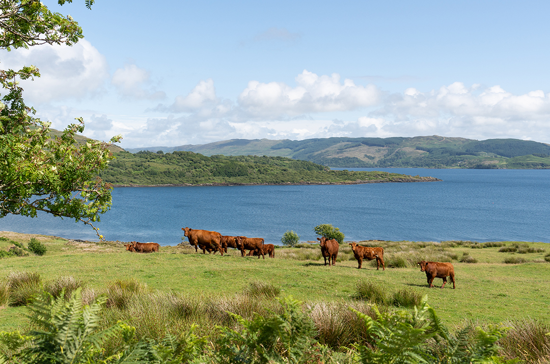A 270 Acre Private Island In Scotland Is On The Market For The First Time In 85 Years Torsa 68