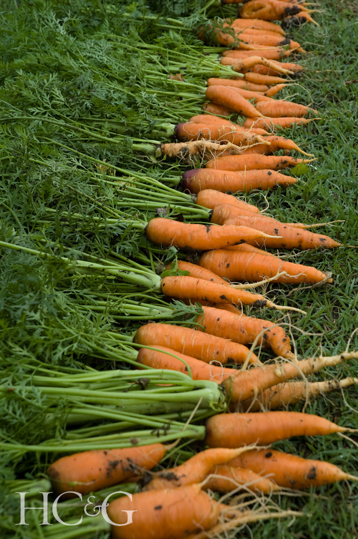 Freshly,picked,cape,carrots,arranged,on,a,patch,of,grass