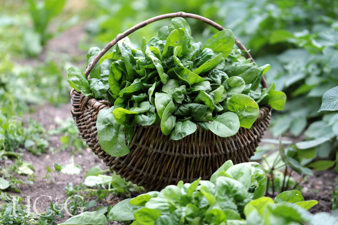 Real,spinach,from,bio,growing