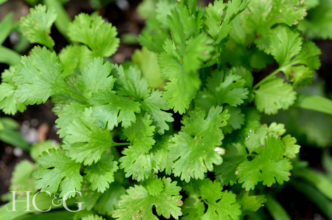 Fresh,cilantro,(coriandrum,sativum),plant,growing,in,an,urban,garden
