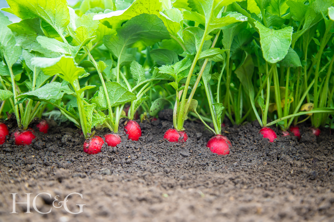 Radish,grows,in,the,garden.,selective,focus.