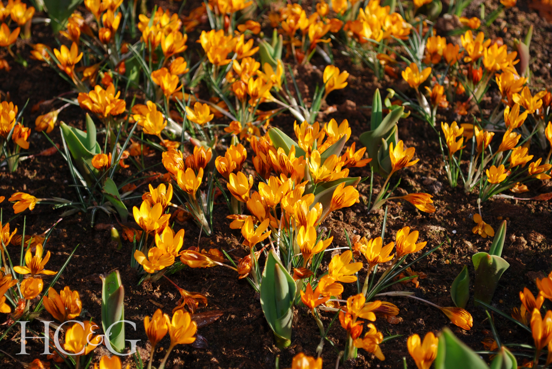 Crocus,orange,monarch,grown,in,the,park.,spring,time,in