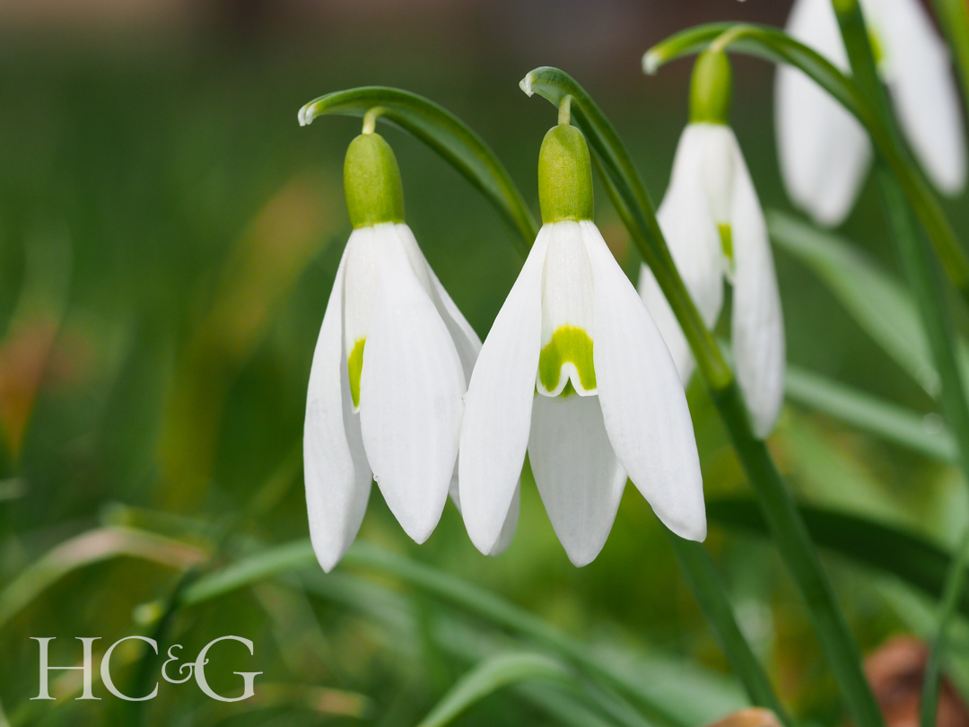 White,snowdrop,flower,,close,up.,galanthus,blossoms,illuminated,by,the