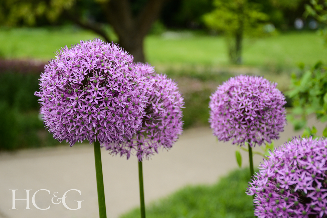Allium,cristophii,(star,of,persia),in,park