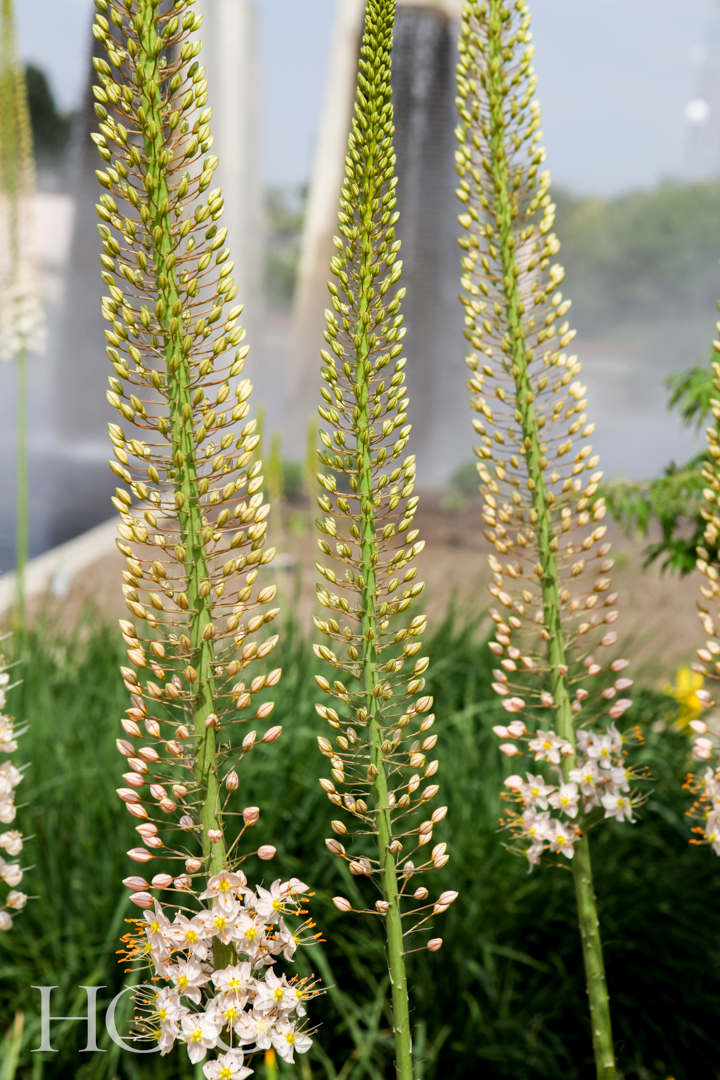 Foxtail,lily,(eremurus),flowers