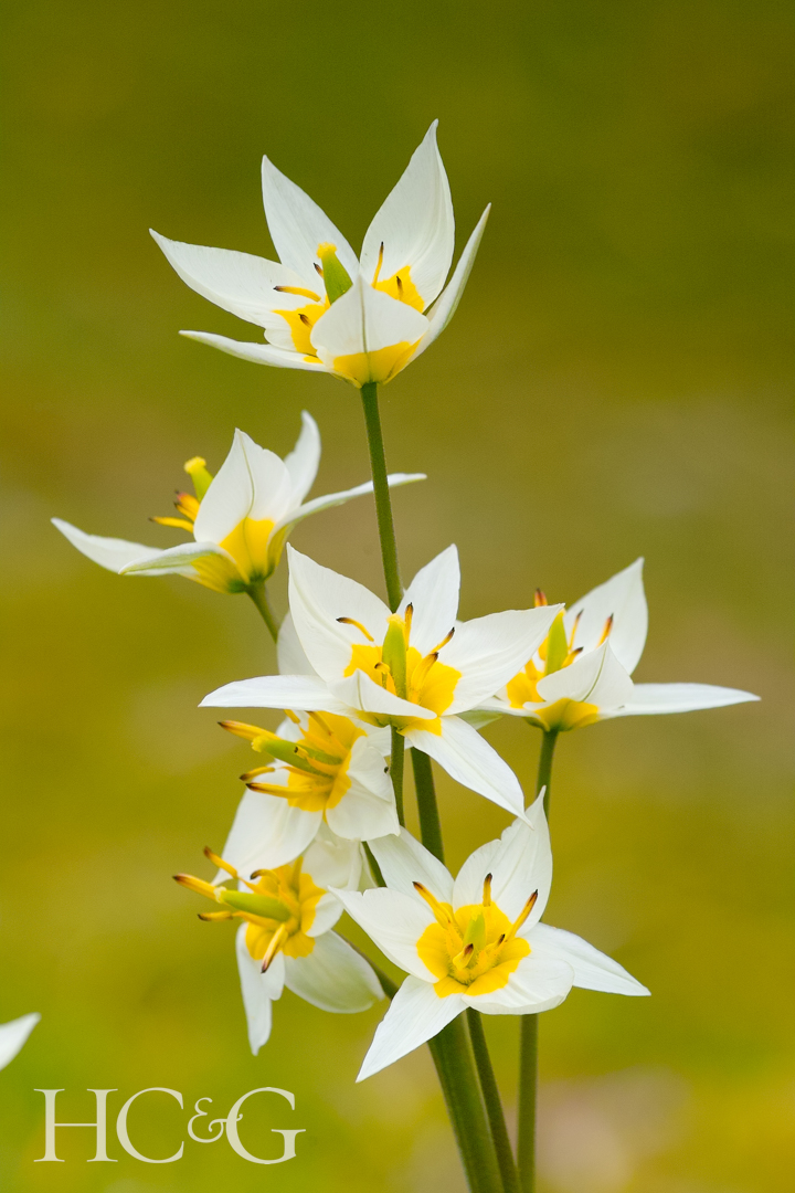 Turkestan,tulip,(tulipa,turkestanica).,creme White,blooming,flowers,with,yellow,center