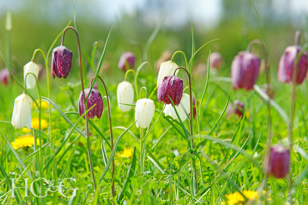 A,group,of,mature,purple,and,white,snake's,head,fritillary,