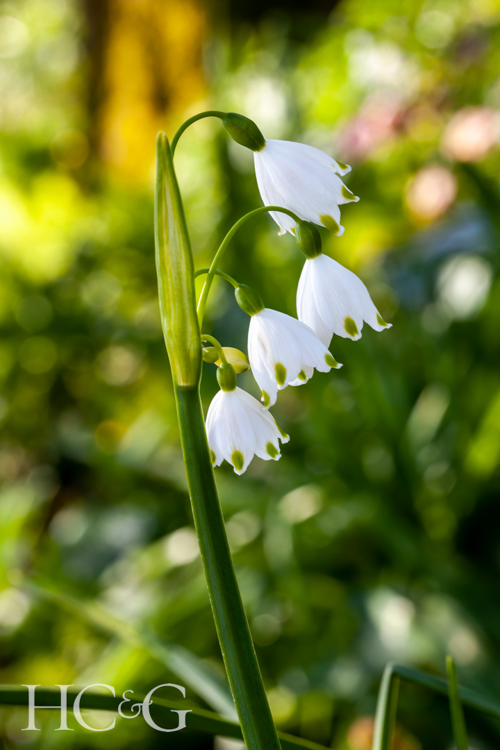 Leucojum,aestivum,'gravetye,giant',a,white,bell,shaped,spring,flower