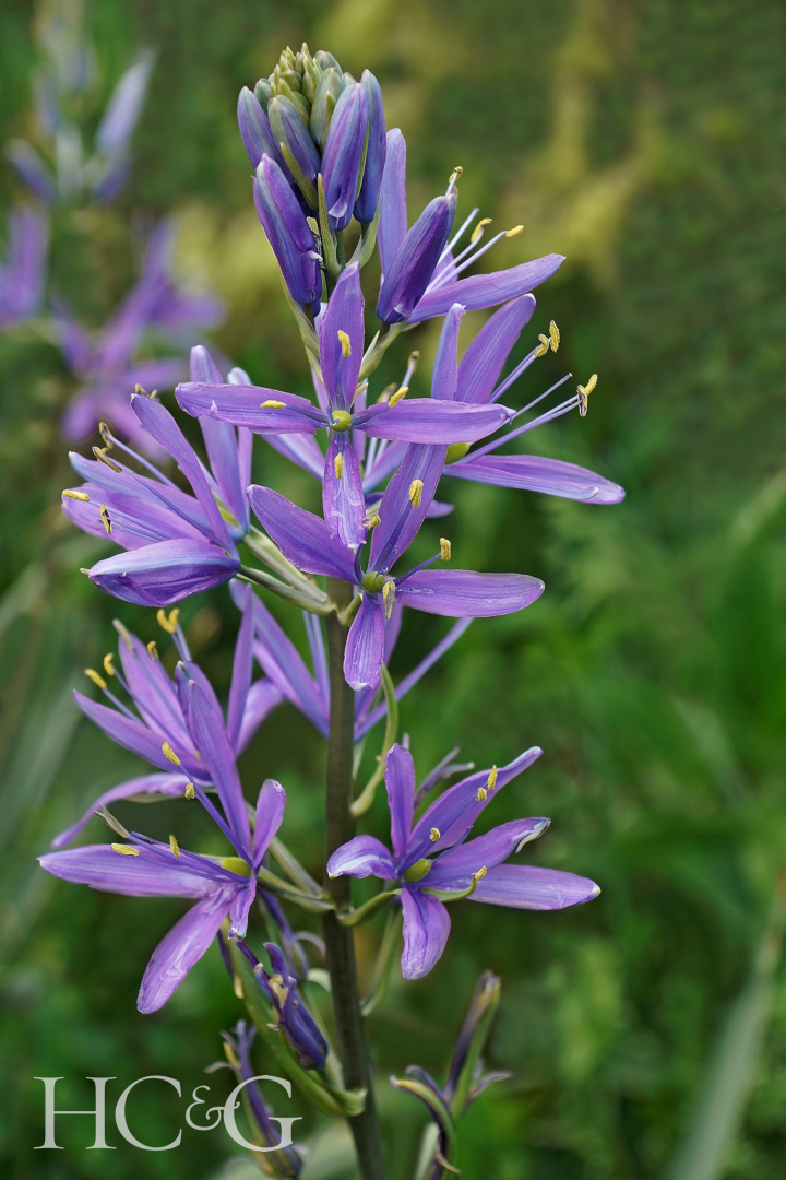 Camas,(camassia,quamash).,called,common,camas,,small,camas,,common,camash