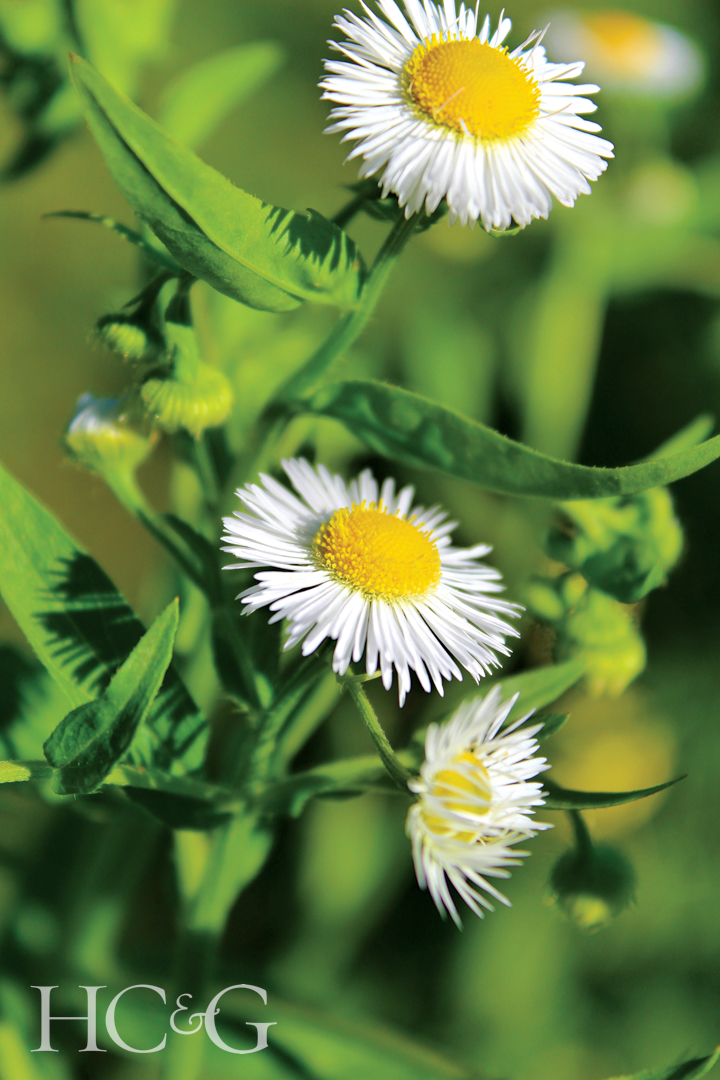 Macro,image,of,boltonia,asteroides,(false,aster)
