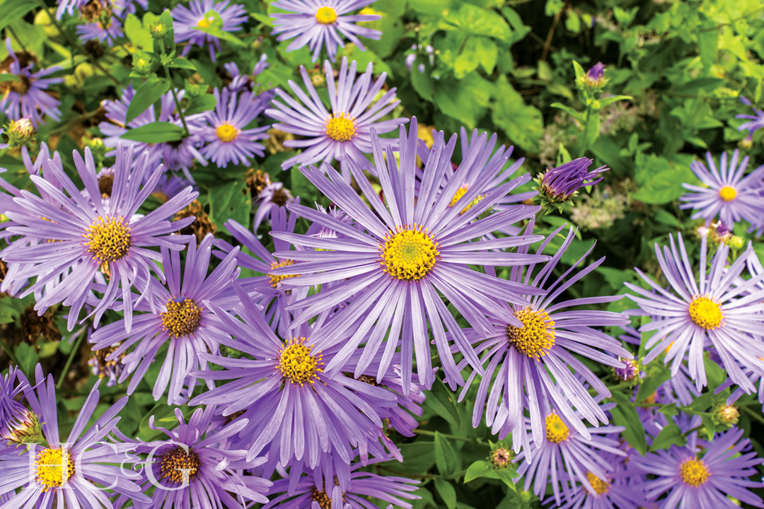 Aster,frikartii,'monch',a,lavender Blue,herbaceous,perennial,in,a,herbaceous