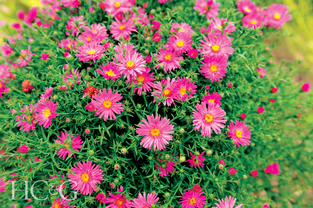 New,york,aster,flowers