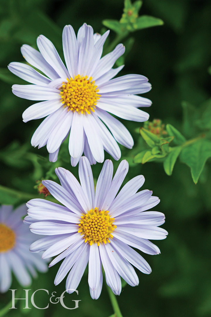 Two,korean,aster,(kalimeris,incisa,var,blue,star),pale,blue