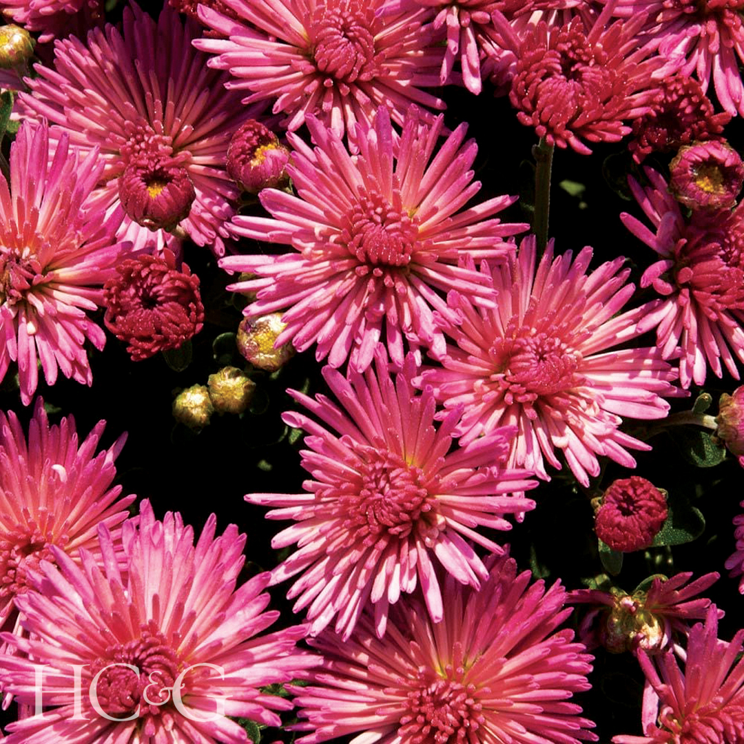 Fireworks Igloo Copy