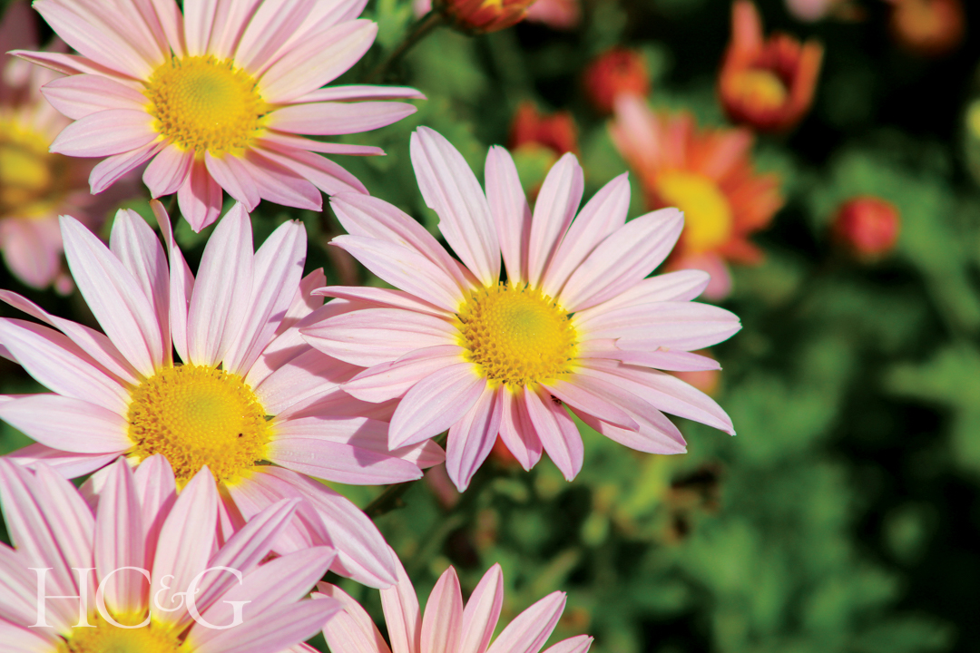 Chrysanthemum,"hillside,sheffield,pink", ,close Up, ,in,bloom
