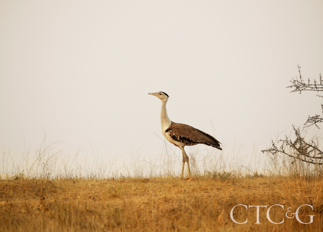 Godawan Bird