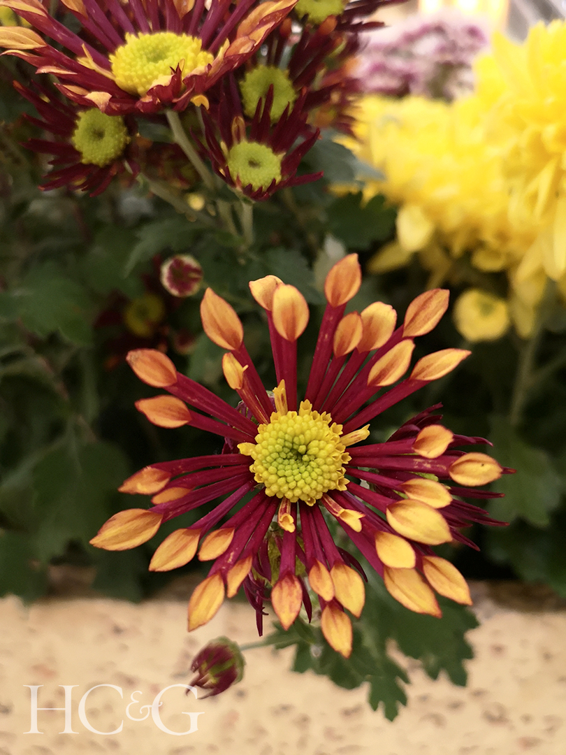 First,time,seeing,such,exotic,chrysanthemum,and,it's,called,matchstick